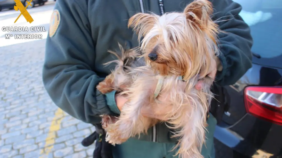 Detenida una señora en Alicante por arrojar sus perros por la ventana porque estaba «harta de sacarlos a pasear»